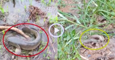 Video: Cá rủ nhau lên bờ chạy bộ sau cơn mưa