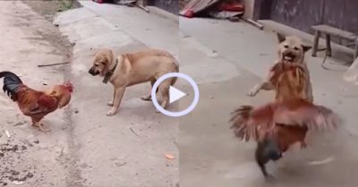 Video: Gà trống hung hăng tranh quyền trông nhà với chó