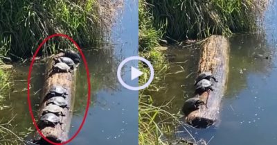 Video: Đàn rùa lãnh đủ vì tắm nắng trên khúc gỗ
