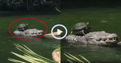 Video: Rùa ‘đè đầu cưỡi cổ’ cá sấu để phơi nắng