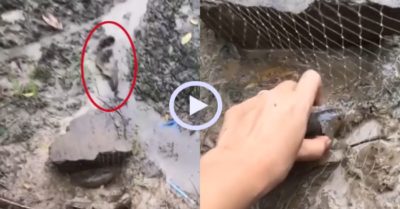 Video: Cô gái mỏi tay nhặt cá rô đồng sau mưa