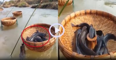 Video: Bắt hàng chục cá trê bằng bẫy rổ trên suối