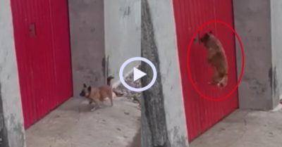 Video: Chó cưng bật nhảy kêu chủ ra mở cửa