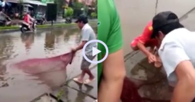 Video: Quăng chài bắt cá giữa thành phố