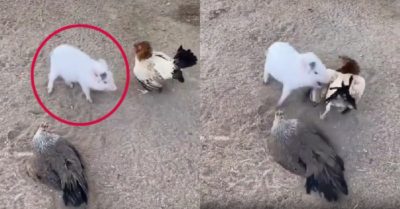 Video: Lợn con tốt bụng ngăn gà ẩu đả