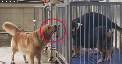 Video: Chó gâu đần mở cửa chuồng cho đồng loại ra ngoài