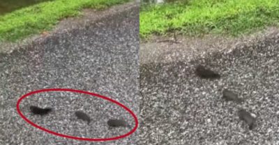 Video: Cá rô xếp hàng băng qua đường đến ‘vùng đất hứa’