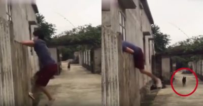 Video: Thanh niên bị chó vượt tường truy đuổi