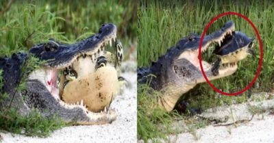 Video: Cá sấu quyết không buông tha rùa