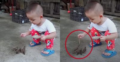 Video: Bé trai bón thức ăn cho đàn chim non