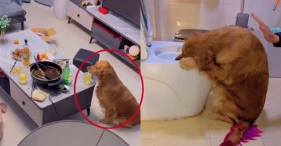Video: Chó cưng ‘say bí tỉ’ vì uống bia của chủ