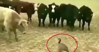 Video: Ngỗng thị uy sức mạnh trước đàn bò