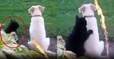 Video: Mèo đen an ủi chó cưng thất tình