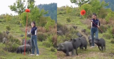 Video: Cô gái thổi còi phất cờ gọi đàn lợn về chuồng