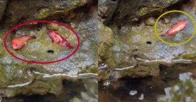 Video: Cá cảnh thích lên bờ nằm tắm nắng