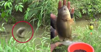 Video: Câu cá rô mề dưới ao bỏ hoang