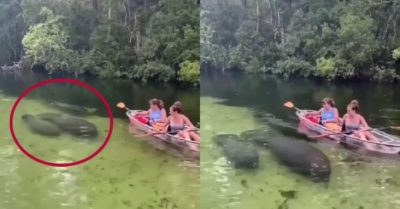 Video: Lợn biển như tàu ngầm theo chân hai cô gái