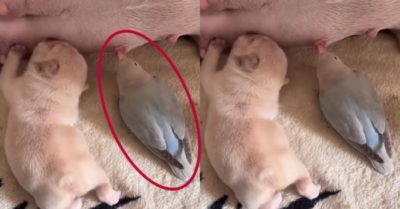 Video: Vẹt bú ké sữa mẹ cùng cún