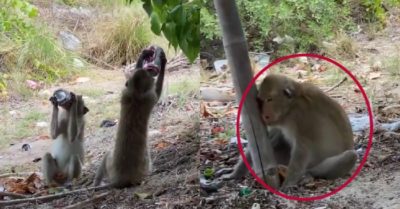 Video: Bầy khỉ say ‘quắc cần câu’ vì trộm bia của cần thủ