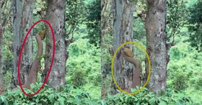 Video: ‘Quái vật’ hái trộm mít trong vườn