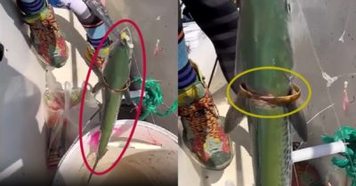 Video: Cần thủ bắt được cá ‘đại gia’ đeo vòng vàng