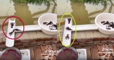 Video: Tôm hùm đất tự lựa chọn con đường cho mình