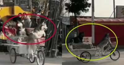 Video: Husky ‘trộm’ xe bán bánh, chủ tốn 28 triệu để bồi thường