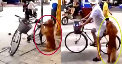 Video: Chú chó giữ xe cho chủ khi ra ngoài