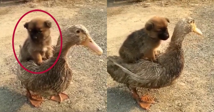 Video: Vịt làm bảo mẫu cõng cún đi chơi