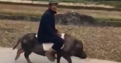 Video: Người đàn ông cưỡi heo đi dạo