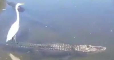 Video: Cò trắng đứng trên lưng cá sấu dạo giữa dòng sông