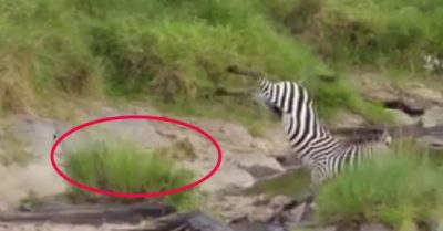 Video: Ngựa vằn ‘bẻ lái’ khiến sư tử bẽ mặt