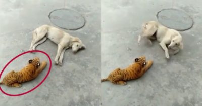 Video: Chó nhà chạy té khói vì ngủ cạnh hổ
