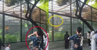 Video: Lũ khỉ hú hồn khi thanh niên bắt chước tiếng mình