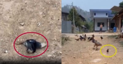 Video: Gà con giả vờ ngất xỉu sau khi gây hấn với gà trống