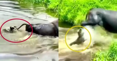 Video: Chó lĩnh trọn cú đá trời giáng vì trêu trâu