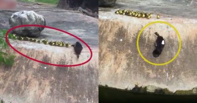 Video: Vịt mẹ ‘sợ độ cao’ dạy đàn con cách xuống nước