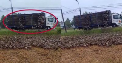 Video: Hàng trăm con vịt chạy đồng rời xe tải