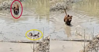 Video: Vịt biến chó săn thành trò cười