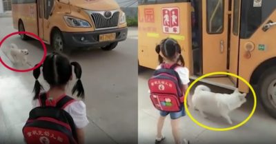 Video: Cún con hộ tống cô chủ nhỏ đi học mỗi ngày