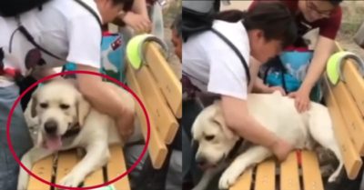 Video: Chó cưng kẹt vào ghế ở công viên vì béo