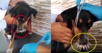 Video: Chó cưng trả giá vì trêu chọc nhím