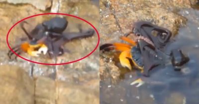 Video: Bạch tuộc phi thân lên bờ tóm gọn cua