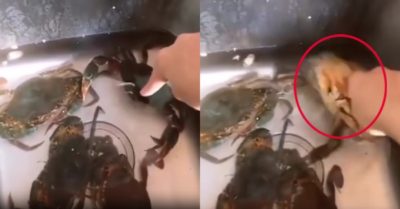 Video: Cô gái trả giá vì trêu chọc cua biển