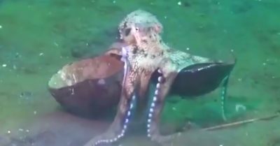 Video: Bạch tuộc vất vả mang gáo dừa bên mình