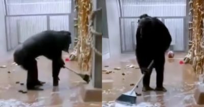 Video: Tinh tinh cầm chổi quét dọn chuồng