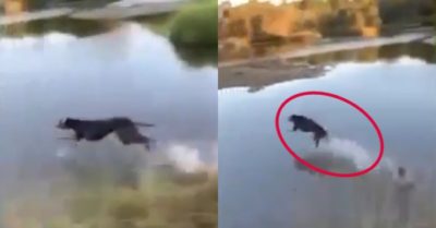 Video: Chó dùng ‘Lăng ba vi bộ’ chạy lướt trên mặt nước