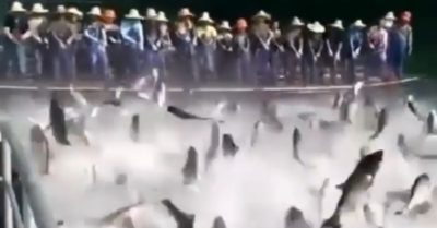 Video: Hàng trăm con cá nhảy khỏi mặt nước