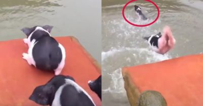 Video: Cách giải nhiệt mùa hè của những chú heo