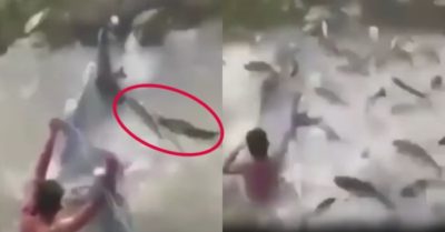 Video: Hàng ngàn con cá nhảy khỏi mặt nước khi có biến